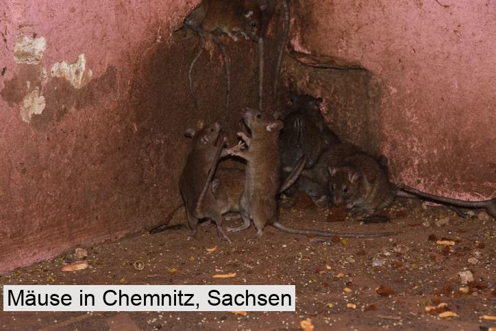 Mäuse in Chemnitz, Sachsen